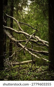 A fallen dead birch tree with bare grey branches lies diagonally across a dense conifer forest. Forest floor with leaf litter and young green plants visible below