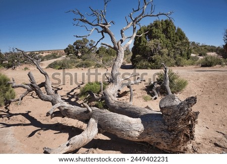 Fallen, Dead Tree, Desert Vegetation, Arches National Park, Moab, Utah