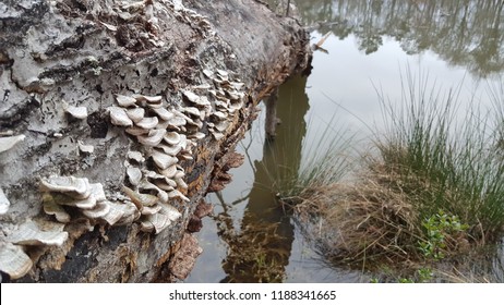 Fallen dead tree log closeup of a cluster of grey, white shell cap mushroom fungi settled in murky green grass growing water and silhouette of forest in the background.