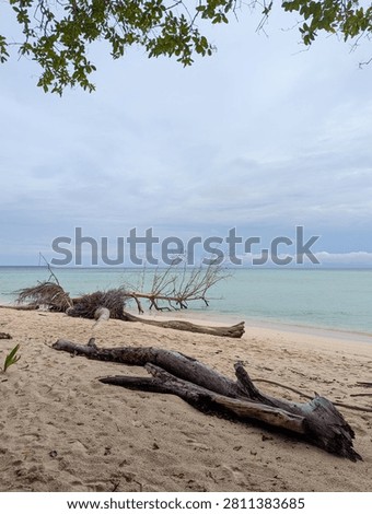 Fallen dead tree trunks and driftwood on a white sand beach overlooking calm clear ocean water and a cloudy sky.