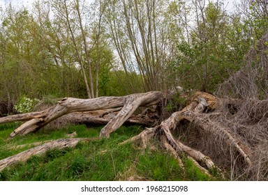 fallen dead trees in the forest