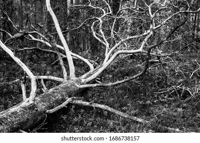 Fallen Deadwood In A Finnish Forest