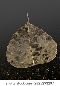 Fallen decayed leaf  closeup background image