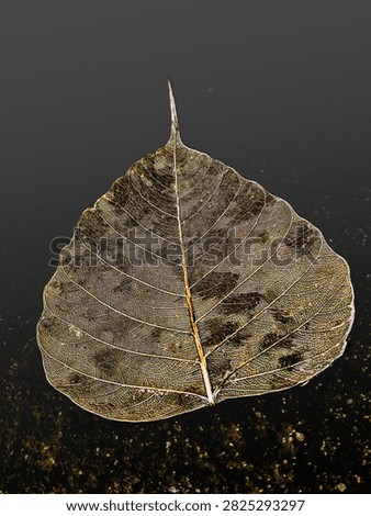 Fallen decayed leaf  closeup background image