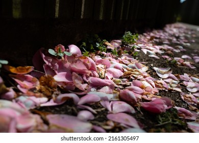 Fallen And Decaying Pink Magnolia Petals On A Urban Path In Dappled Light