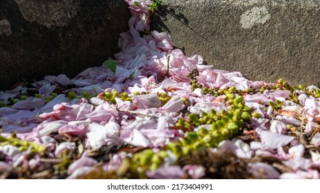 Fallen and decaying pink and white blossom petals in the gutter