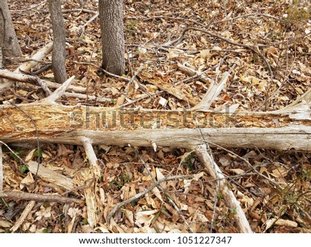 fallen decomposing tree and leaves