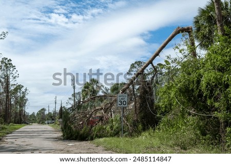 Fallen down big tree on power and communication lines after hurricane in Florida. Consequences of natural disaster