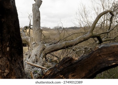 Fallen down mangled old tree