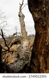 Fallen down mangled old tree