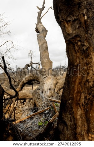 Fallen down mangled old tree
