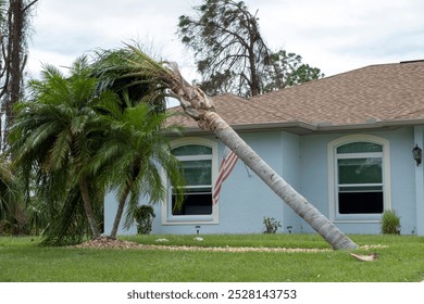 Fallen down palm tree after hurricane in Florida. Consequences of natural disaster
