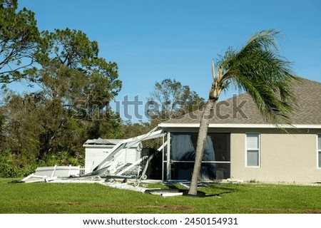 Fallen down palm tree after hurricane in Florida. Consequences of natural disaster
