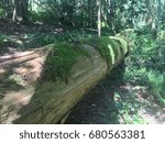 Fallen down tree in forest