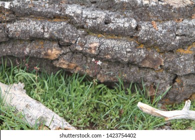Fallen Down Tree in Long Green Grass with Dried Out Branches 