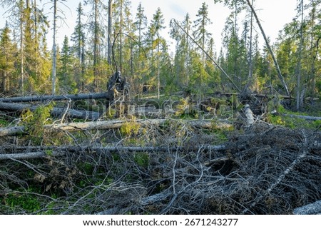 Fallen down trees in the forest after a strong storm. Damage to the forest caused by storm in Northern Finland, Europe