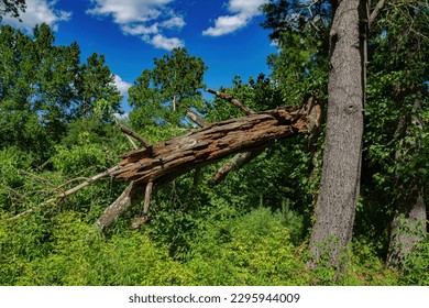 Fallen dry trees in the forest