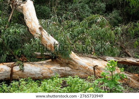 Fallen Eucalyptus Tree Trunk in a Forest