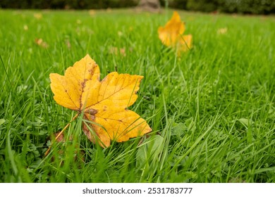 fallen fall leaves on the grass, seasonal autumn background