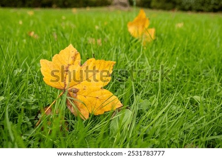 fallen fall leaves on the grass, seasonal autumn background