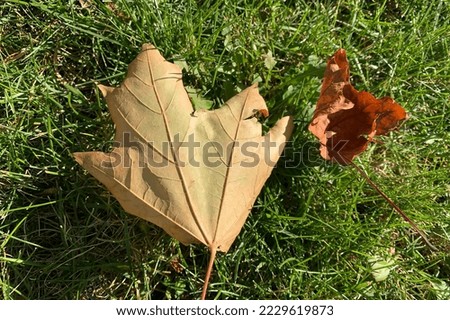 Fallen fall maple Leave from autumn in the garden by smart capturing