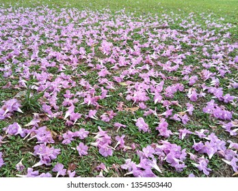 Fallen Flowers At Tanjong Rhu