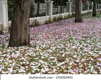 Fallen Flowers At Tanjong Rhu