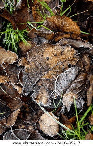 Fallen Frozen leaf on the ground in nature