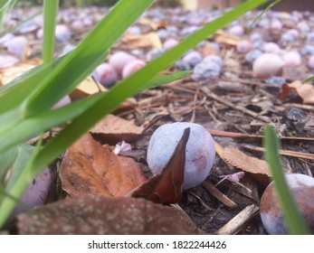 Fallen Fruit From A Mexican Plum Tree (Prunus Mexicana).