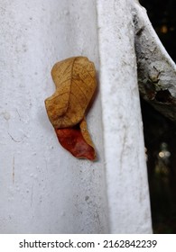 Fallen In The Gentle Wind And Stuck In The Fence Post