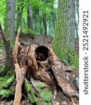 A fallen hollow tree trunk in the woods in Rindge, New Hampshire