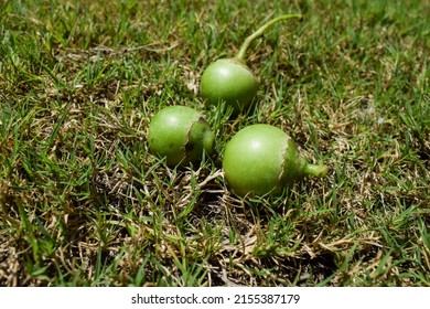 Fallen Indian fruit Green Fragrant manjack or snotty gobbles also known as Glue berry, bird lime tree, Indian cherry, Lasoda or Gunda. These fruits are used in making popular Indian pickle