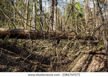 A fallen large dry spruce in the forest, an impenetrable windbreak