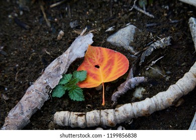  Fallen Leaf At The Big Wood River In Ketchum.