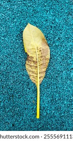 Fallen leaf decayed isolated with tosca background