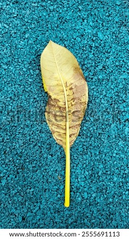 Fallen leaf decayed isolated with tosca background