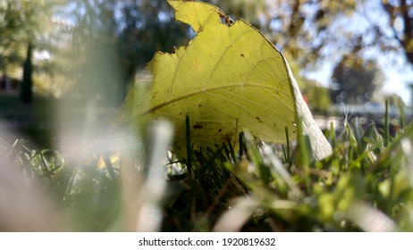 a fallen leaf in the grass