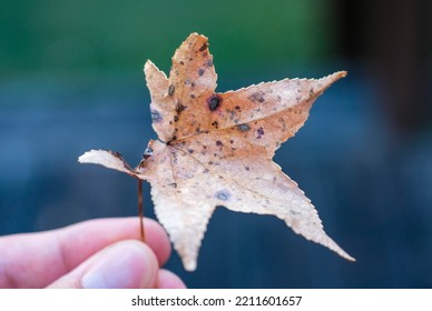 Fallen Leaf In The Hand. Plant Litter. Dead Leaf In The Fall. Autumn Leaf 