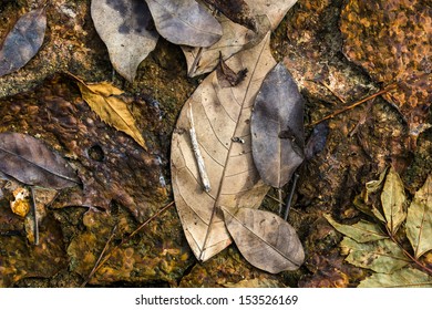 Fallen Leaf Litter On The Ground