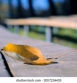 Fallen leaf on a bench.