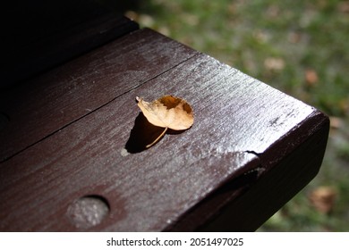 Fallen leaf on a bench, sunny day, sunlight rays, Autumn Fall nostalgic vibe