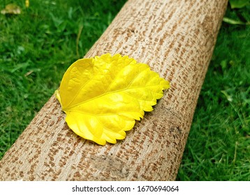 A Fallen Leaf on a branch .