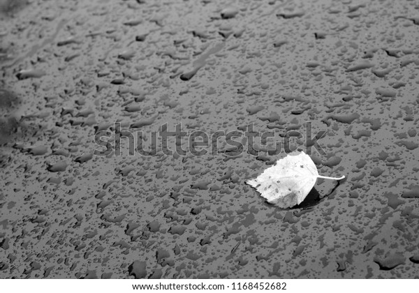 Fallen leaf on car roof with rain\
drops in black and white. Seasonal background and\
view