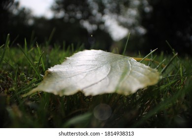 A fallen leaf on a cloudy day 