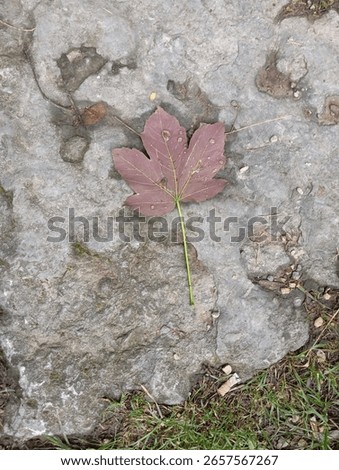 Fallen leaf from a slow distruction.