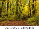 Fallen leaf trail through yellow golden fall forest.