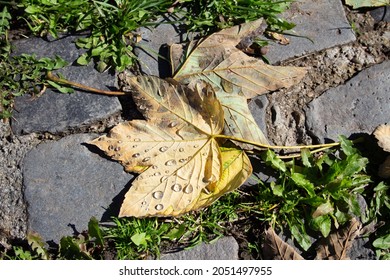 Fallen leaf with water droplets on it, close up, light reflex, on pavement, Autumn and Fall nostalgic vibe