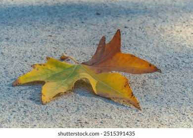 A fallen leaf of a yellow-green maple tree that lies on a rough concrete surface of small pebbles on a pedestrian road. A symbol of the coming autumn, oblivion, autumn blues. - Powered by Shutterstock