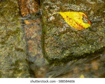 fallen leaf,rain