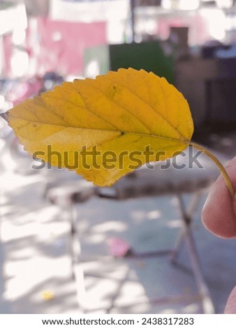 Fallen leave in autumn season 